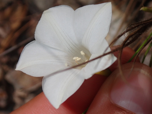 Image of Distimake Aturensis (Distimake aturensis) by no rights reserved