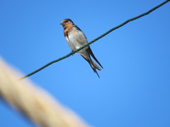 Hirundo neoxena carteri