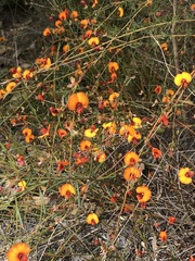 Euchilopsis linearis