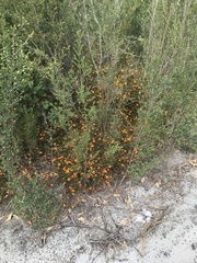 Euchilopsis linearis