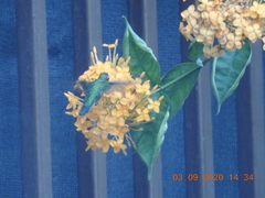 Chlorostilbon assimilis