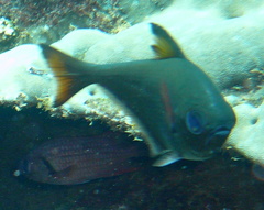 Pempheris oualensis