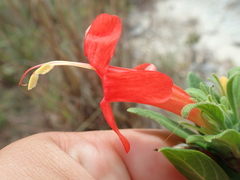 Ruellia angustior