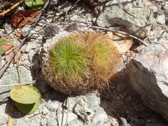 Bulbostylis paradoxa