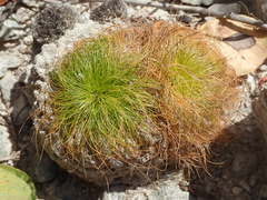 Bulbostylis paradoxa