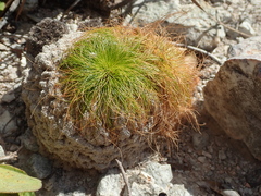 Bulbostylis paradoxa