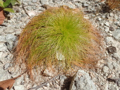 Bulbostylis paradoxa