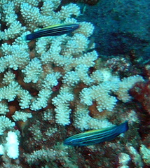 Labropsis xanthonota