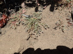 Euphorbia polycarpa polycarpa