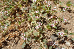 Euphorbia polycarpa polycarpa