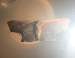 Tessarotis rubrata