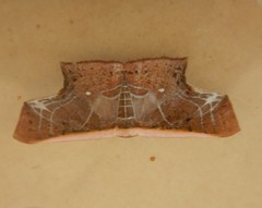 Tessarotis rubrata