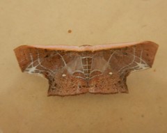 Tessarotis rubrata