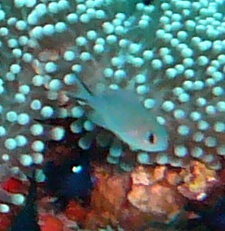 Chromis ternatensis