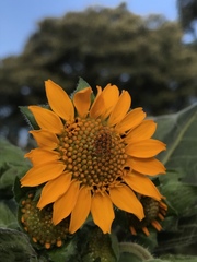 Smallanthus sonchifolius