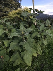 Smallanthus sonchifolius