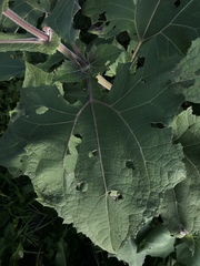 Smallanthus sonchifolius