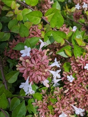 Abelia × grandiflora