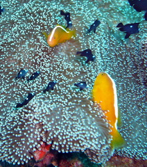 Amphiprion sandaracinos