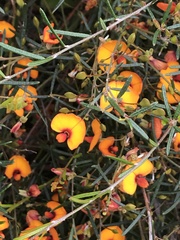 Euchilopsis linearis