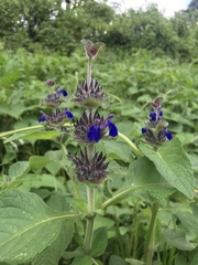 Salvia clinopodioides