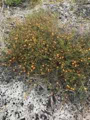 Euchilopsis linearis