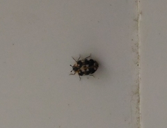 Anthrenus picturatus