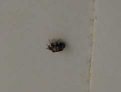 Anthrenus picturatus