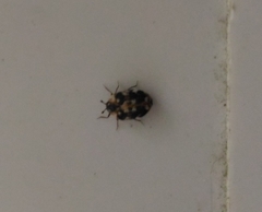 Anthrenus picturatus