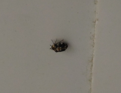 Anthrenus picturatus