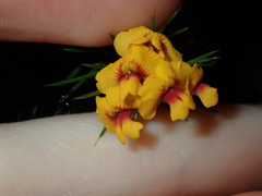 Dillwynia sieberi