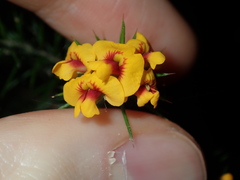 Dillwynia sieberi