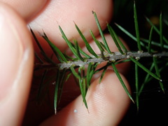 Dillwynia sieberi
