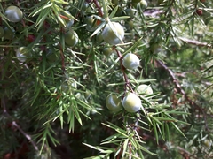 Juniperus oxycedrus oxycedrus