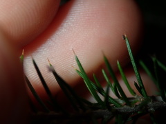 Dillwynia sieberi