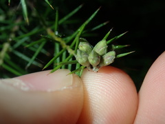Dillwynia sieberi