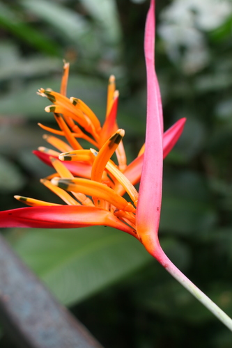 Heliconia psittacorum