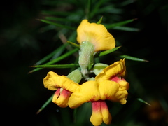Dillwynia sieberi