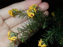 Dillwynia sieberi