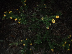 Dillwynia sieberi