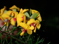 Dillwynia sieberi