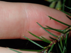 Dillwynia sieberi