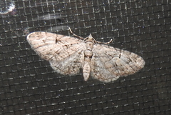 Eupithecia interruptofasciata