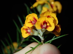 Dillwynia sieberi
