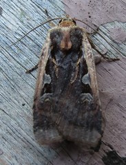 Parabagrotis exsertistigma