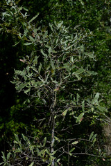 Quercus incana
