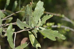 Quercus incana