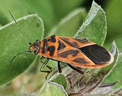 Graptostethus varipictus