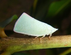 Colgaroides acuminata