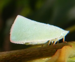 Colgaroides acuminata